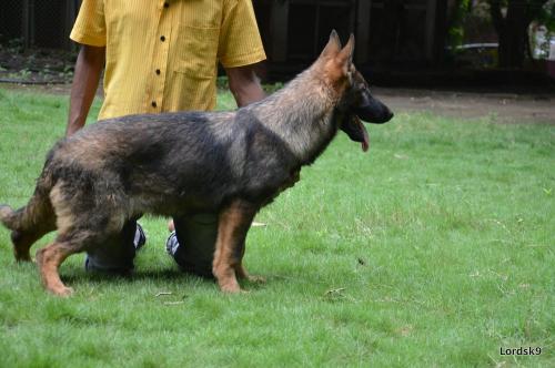 Lords K9 Tizzi German Shepherd