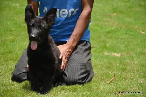 Lords K9 Trigger German Shepherd