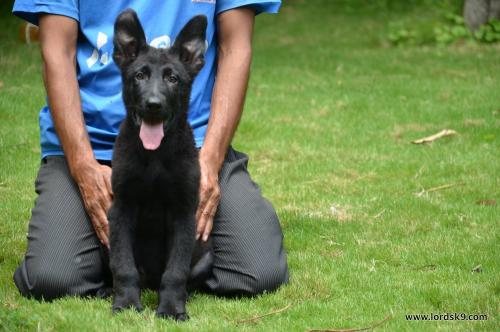 Lords K9 Trigger German Shepherd