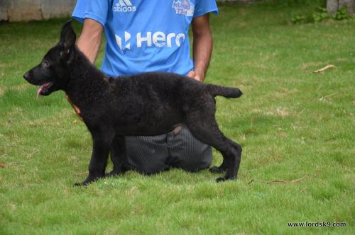 Lords K9 Trigger German Shepherd