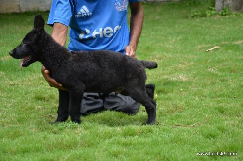 Lords K9 Trigger German Shepherd