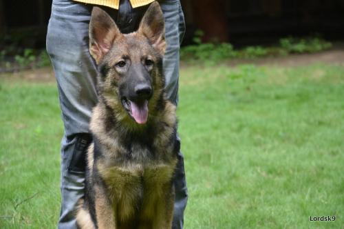 lords K9 Typhoon German Shepherd