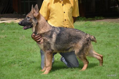 lords K9 Typhoon German Shepherd