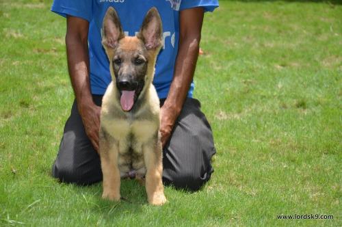 Lords K9 Zeus German Shepherd