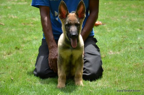 Lords K9 Zeus German Shepherd