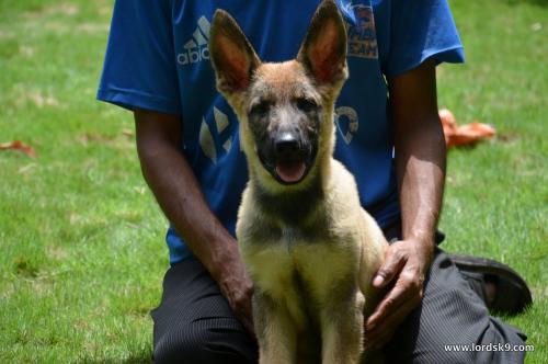 Lords K9 Zeus German Shepherd