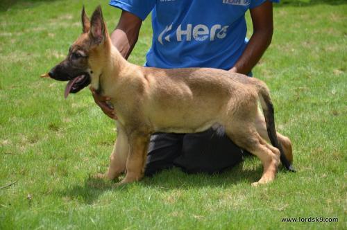 Lords K9 Zeus German Shepherd