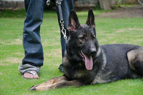 Lords K9 Tipsi German Shepherd