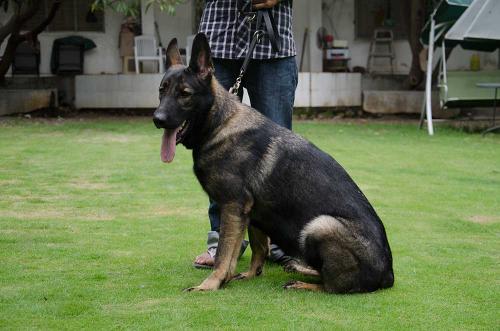 Lords K9 Tipsi German Shepherd