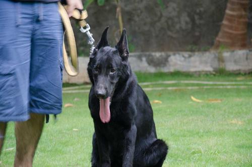 Lords K9 Twinkle German Shepherd