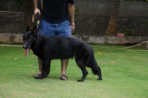 Lords K9 Twinkle German Shepherd