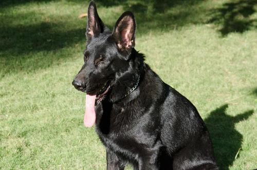 Lords K9 Twinkle German Shepherd