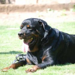 Klenxi Rottweiler Dog LordsK9