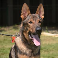 lords K9 Bambo German Shepherd