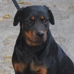 Krizma Rottweiler Dog LordsK9