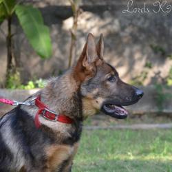 Lords K9 Mambo German Shepherd