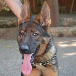 Lords K9 Mint German Shepherd