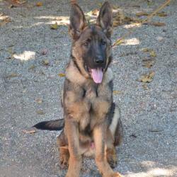 Lords K9 Pazo German Shepherd