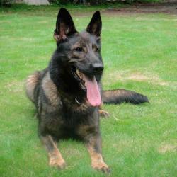 Lords K9 Penta German Shepherd