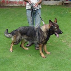 Lords K9 Maggi German Shepherd