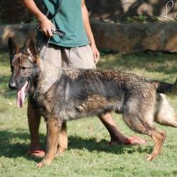 Lords K9 Tango German Shepherd