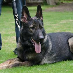 Lords K9 Tipsi German Shepherd