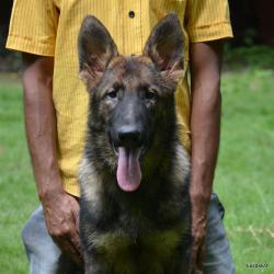 Lords K9 Tizzi German Shepherd